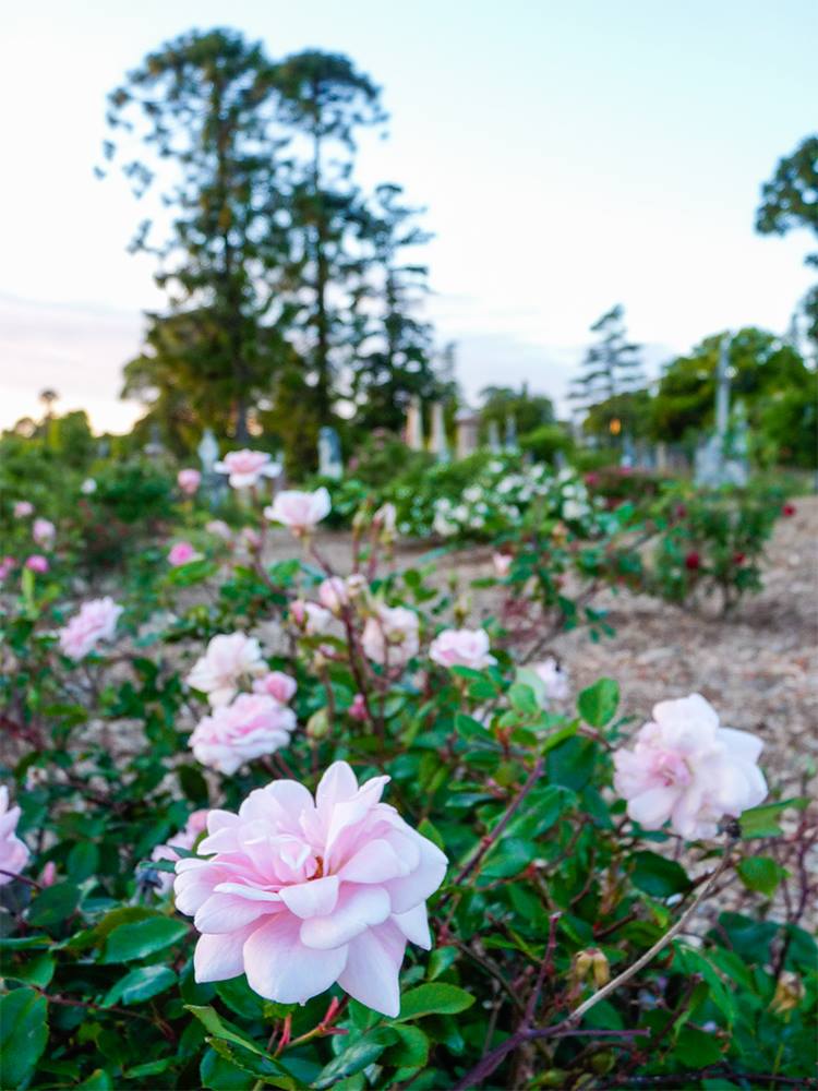 rose garden